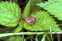 Phalangium_opilio_F1982_Z_82_Les Gris_Frankrijk